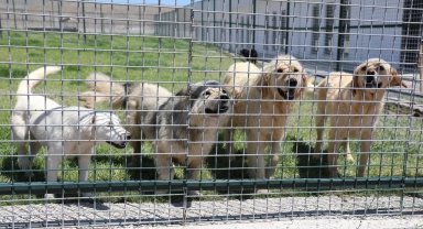 Kayseri Kocasinan'da küçük dostlar için Türkiye'ye örnek projeler