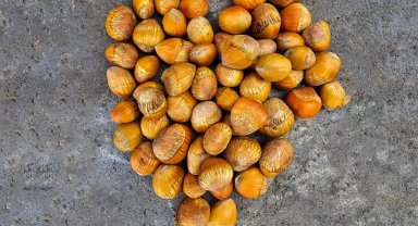 Kuraklığa karşı Türk fındığı hamlesi! Çakıldak ve Giresun Yağlısı aşılanacak