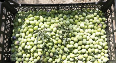 Mersin'de zeytin fidanları ürün verdi