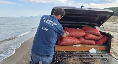 Mudanya Eğerce'de 2,7 ton kum şırlanı denize iade edildi!