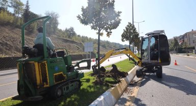 Sakarya'da ağaçlar o kazı için titizlikle taşınıyor