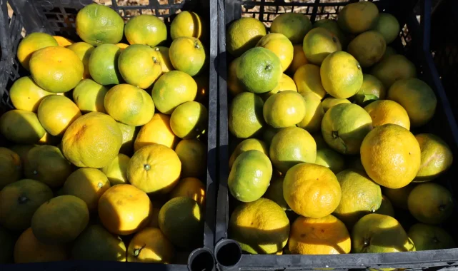 Satsuma mandalinada ihracat zamanı