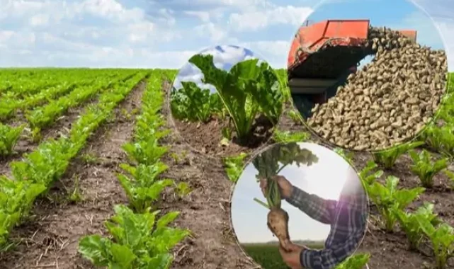 Türkşeker'in şeker pancarı alım fiyatı belli oldu