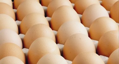 Yumurta üretimi 2 milyarı aştı