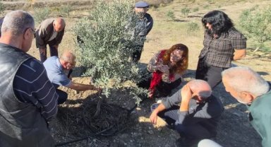 Zeytin üreticilerine uygulamalı tüyolar