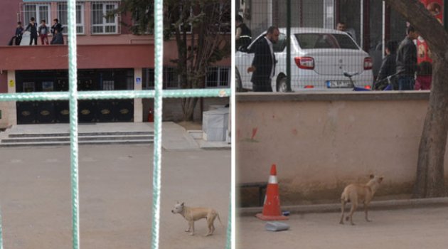 Bursa'da 5 Çocuk Pitbull Korkusu Yüzünden Okulun Balkonuna Tırmandı