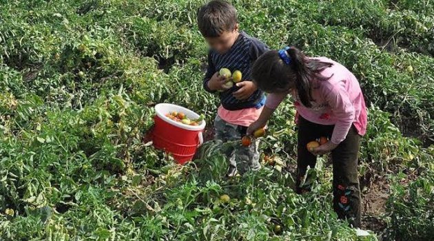 Çocuklar en fazla tarımda çalışıyor