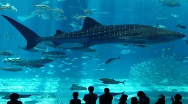 Çocuklar için yaz eğlenceleri: 7 harika öneri