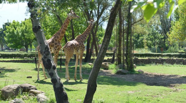 Hayvanat Bahçesi`ne Giriş 3 Gün Ücretsiz