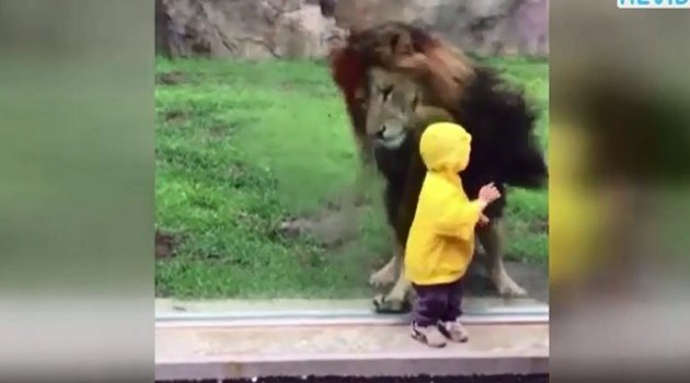 Hayvanat bahçesinde aslan dehşeti