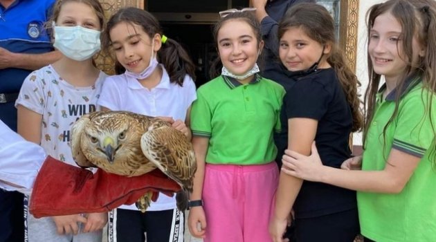 Kızıl şahine çocuk ilgisi