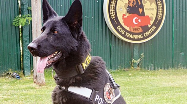 Kayıp çocuklar için yeni umut K9