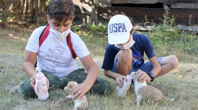 Yavru köpekleri harçlıklarıyla süt alarak besliyorlar